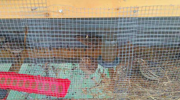 quail-hutch